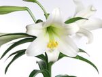 Close up of a white Easter lily flower blooming on a plant with a second flower in the background