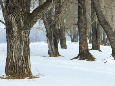 Several trees growing in the snow