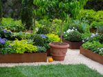 Several neatly organized raised beds and potted trees surrounded by lawn and gravel paths