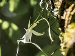 A white ghost orchid flower blooming in the wild
