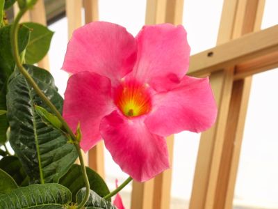 Close up of a pink mandevilla flower growing on a vein against a trellis