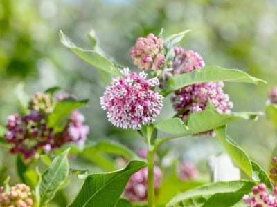 Many pink and white clusters of milkweed flowers blooming outdoors