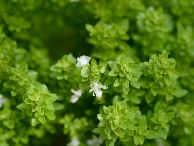 Close up of a bush basil plant with three white flowers growing out of it