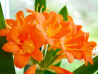 A cluster of bright orange clivia flowers bloom on a plant