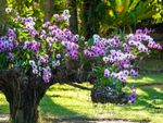 Many purple orchids blooming on a tree