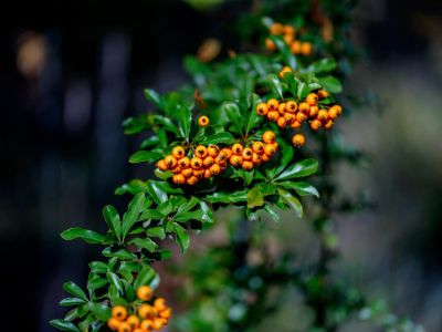 A branch of a pyracantha bush covered in bright orange berries