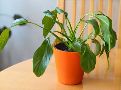 A peace lily plant wilts slightly in a small orange pot sitting on a wooden table