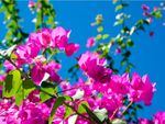 Many pink bougainvillea blossoms growing against a bright blue sky
