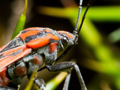 Extreme close up of a black and orange cinch bug