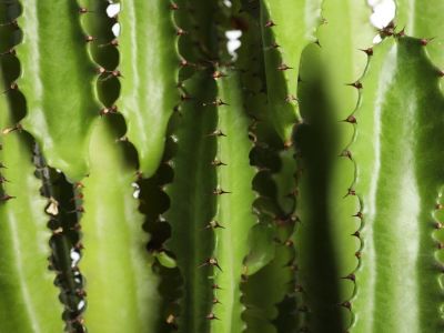 Close up of a many branched cactus