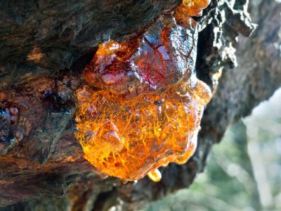 Amber sap emerging from a tree trunk through the process of gummosis