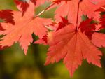Close up of bright red autumn maple leaves growing on a tree