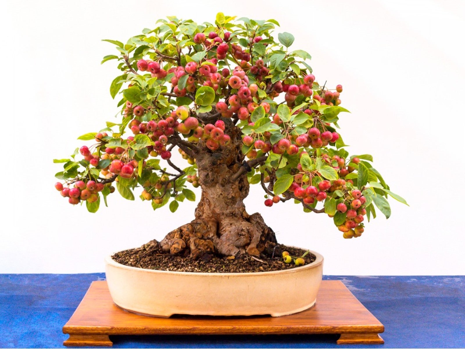 A very old looking but tiny bonsai tree with a multitude of small apples growing on it