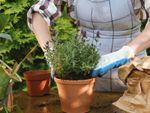 A woman in an apron and gloves plants a small lavender bush in a terra cotta pot on an outdoor table