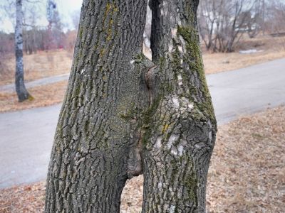 Two tree trunks have grown too close and fused to one another