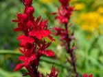 Close up of the bright red spike of a cardinal flower growing outdoors