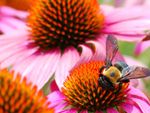 A bumblebee lands on one of several bright pink echinacea flowers
