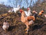 Many white and brown chickens standing on a large pile of manure