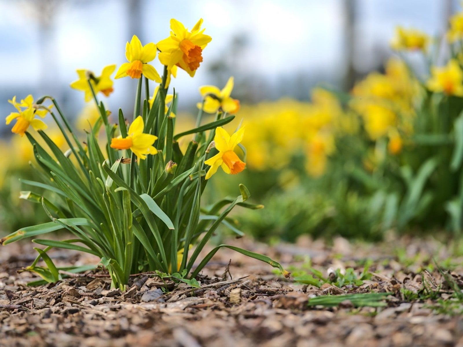 A cluster of yellow and orange daffodils growing out of the mulched ground with many more out of focus daffodils in the background