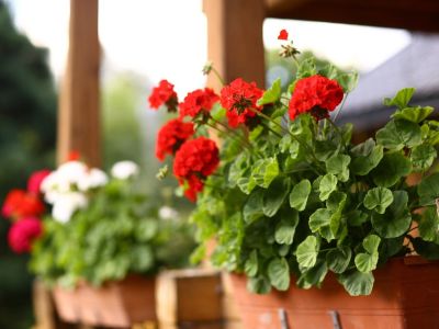 Bright red geraniums blooming in an outdoor railing box