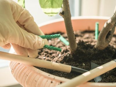 A hand in a white rubber glove places green houseplant fertilizer spikes in the soil of a potted plant
