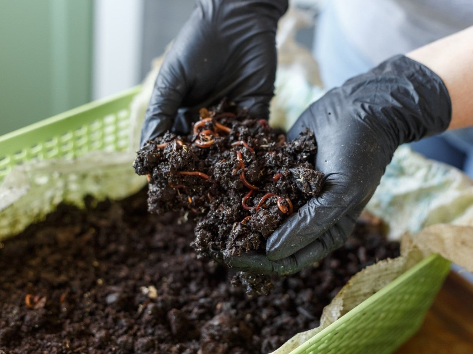 A gardener in black rubber gloves lifts several worms in soil out of a vermicompost bin