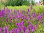 Many flowers of purple and yellow loosestrife growing in a field