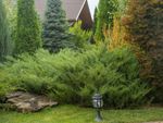 Many small coniferous trees and shrubs planted densely in a backyar