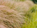 Close up of beige fountain grass growing on the edge of a lawn