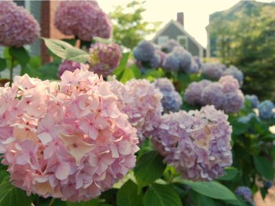 Many large clusters of pink hydrangea flowers blooming outdoors with a house in the background