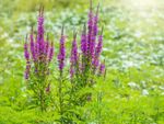 Many spikes of purple loosestrife flowers growing in a field