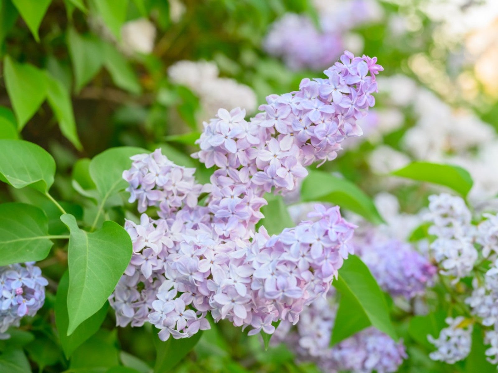Light Purple Flower Images