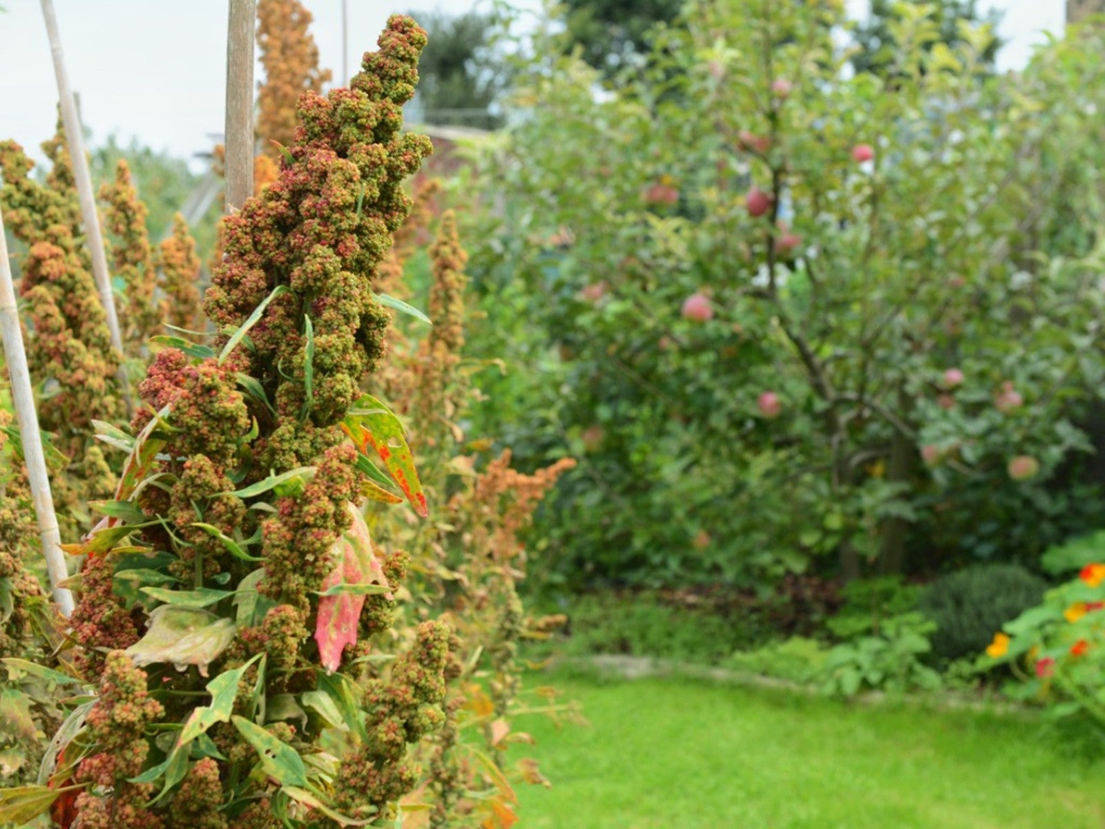 A close up of quinoa growing in a garden with fruit trees in the background