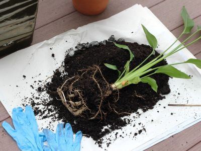 A bird of paradise plant with exposed roots lies on a sheet of white paper surrounded by soil, next to two blue rubber gloves