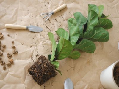 A fiddle leaf fig with a pot-shaped root ball lies on a sheet of brown paper next to multiple pots and gardening tools