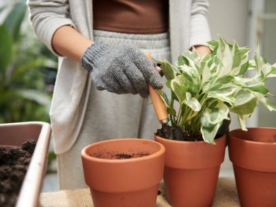 A woman in gray gloves uses a trowel to move a variegated pothos plant from one terra cotta pot to another