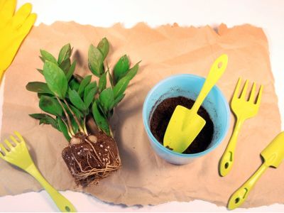 A zz plant with a compact root ball sits on a large sheet of brown paper next to a blue flower pot of soil and several bright yellow gardening tools