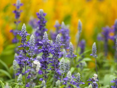 Many blue salvia flowers blooming outdoors