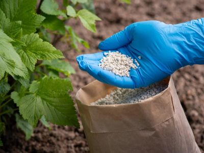 A hand in a blue rubber glove holds many white pellets of fertilizer over a large paper bag of fertilizer next to the leaves of a plant