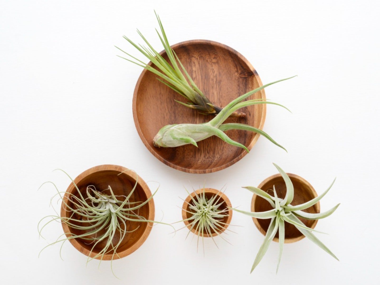 Overhead view of several air plants in wooden dishes