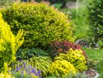 Bright green shrubs and plants in a garden