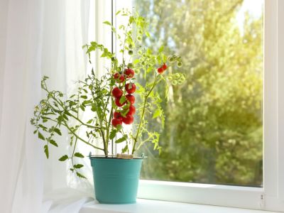 A cherry tomato plant with ripe fruit growing in a bucket on a windowsill