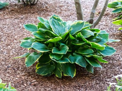 A large healthy looking hosta growing at the base of a a three-trunked tree surrounded by woodchips