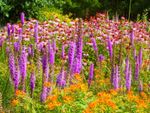 Blazing star and purple coneflower growing densely outdoors