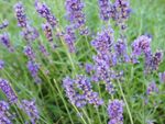 Many purple spikes of lavendin flowers growing outside