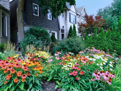 A densely planted space of coneflowers and shrubs in front of a house
