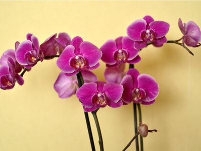Two booming purple phalaenopsis orchids against a yellow wall