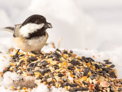 A chickadee stands on a pile of birdseed with a seed in its beak