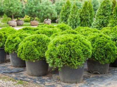 Many short cypress shrubs in pots