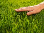 Close up of a man's hand gently touching a grassy lawn